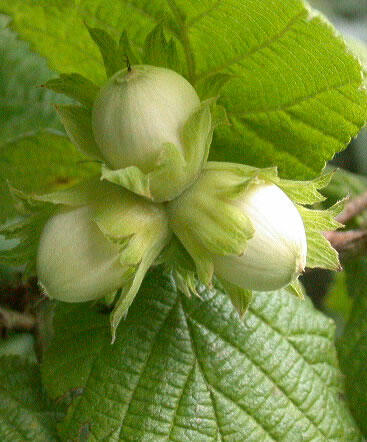 Líska obecná - Corylus avellana