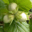 Líska obecná - Corylus avellana