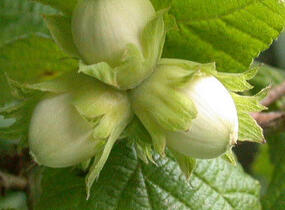 Líska obecná - Corylus avellana