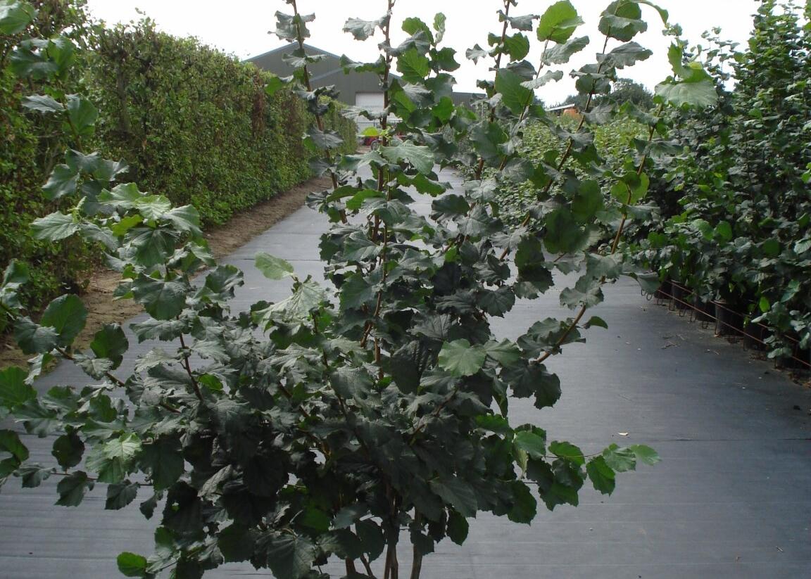 Líska obecná - Corylus avellana