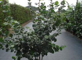 Líska obecná - Corylus avellana