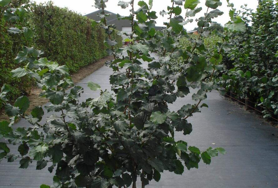 Líska obecná - Corylus avellana