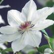 Plamének 'Miss Bateman' - Clematis 'Miss Bateman'
