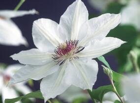 Plamének 'Miss Bateman' - Clematis 'Miss Bateman'