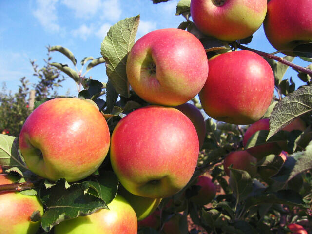 Jabloň zimní 'Jonagold' - Malus domestica 'Jonagold'