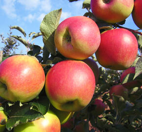 Jabloň zimní 'Jonagold' - Malus domestica 'Jonagold'