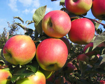 Jabloň zimní 'Jonagold'