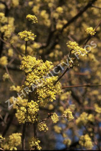 Dřín obecný - Cornus mas