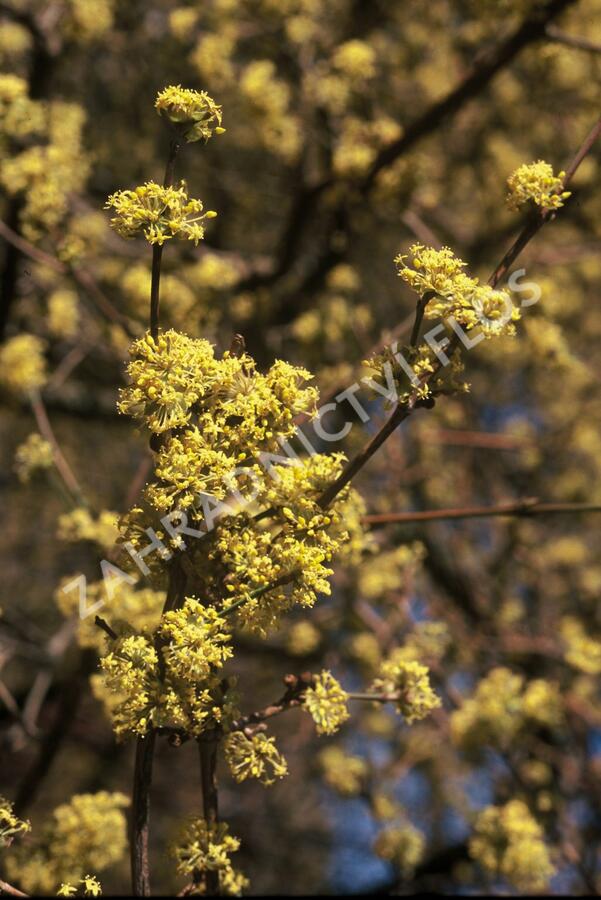 Dřín obecný - Cornus mas