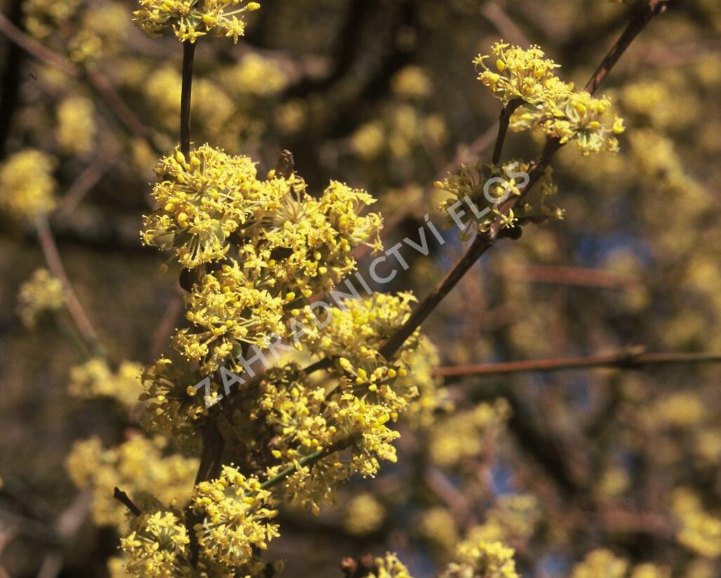 Dřín obecný - Cornus mas
