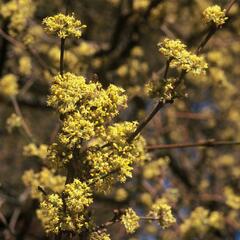 Dřín obecný - Cornus mas