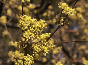 Dřín obecný - Cornus mas