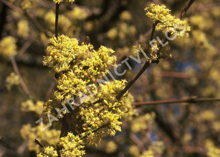 Dřín obecný - Cornus mas