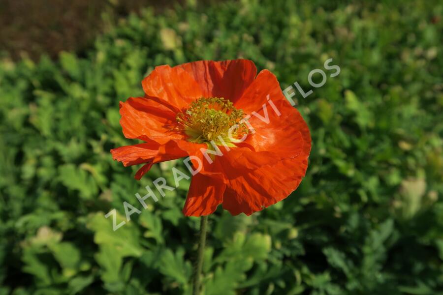 Mák lysý 'Panama mix' - Papaver nudicaule 'Panama mix'