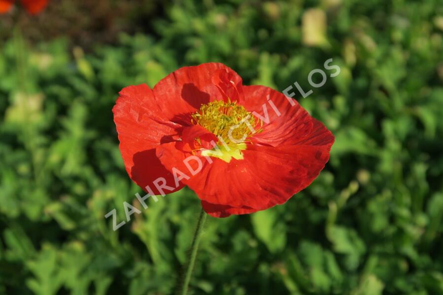 Mák lysý 'Panama mix' - Papaver nudicaule 'Panama mix'