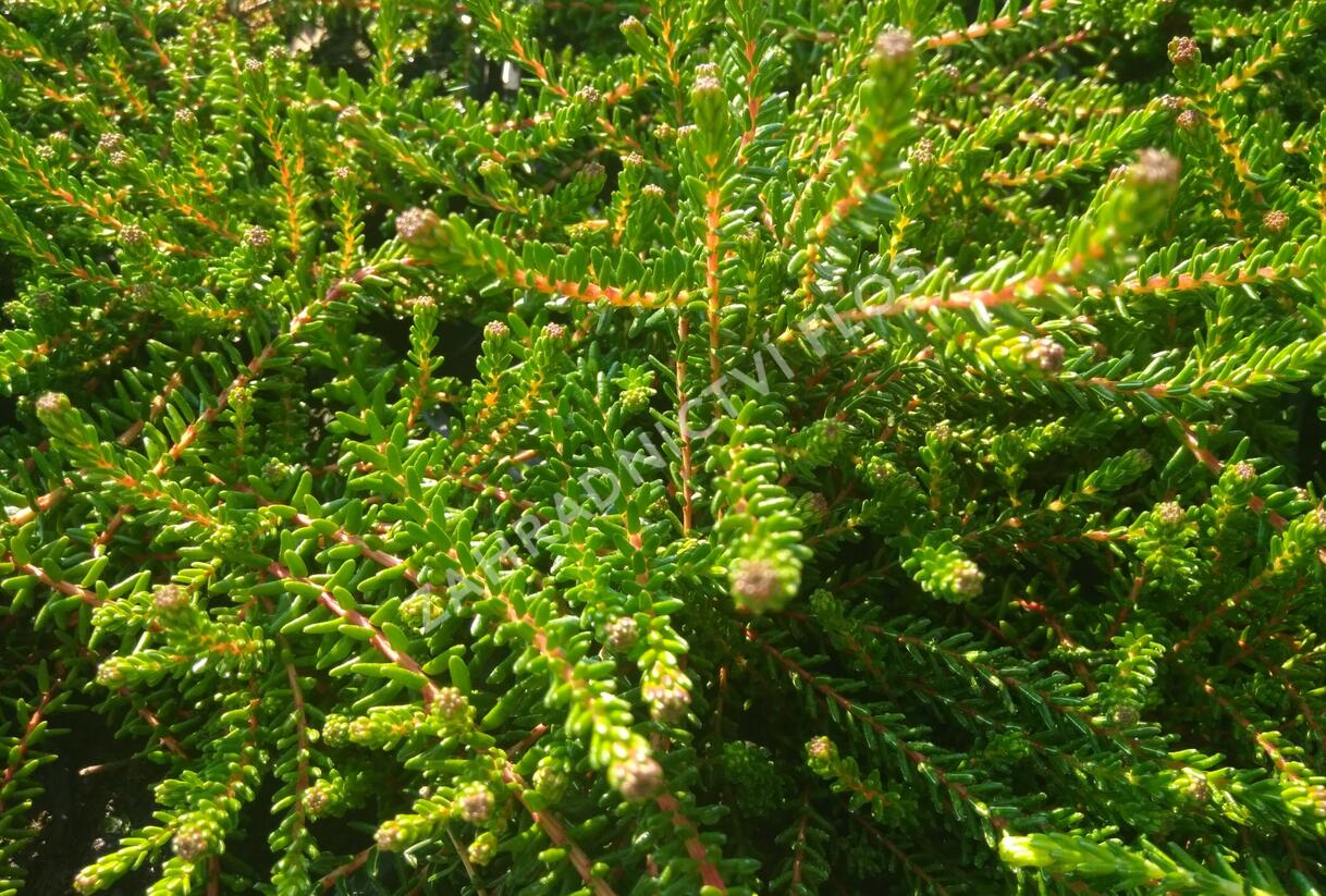 Šicha černá - Empetrum nigrum