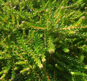 Šicha černá - Empetrum nigrum