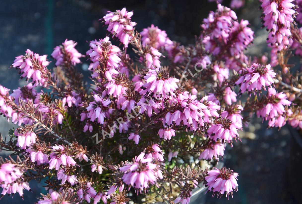 Vřesovec pleťový mix - Erica carnea - mix