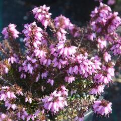 Vřesovec pleťový mix - Erica carnea - mix