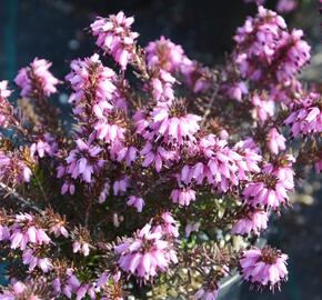 Vřesovec pleťový mix - Erica carnea - mix