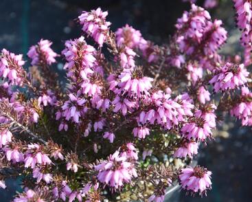 Vřesovec pleťový mix