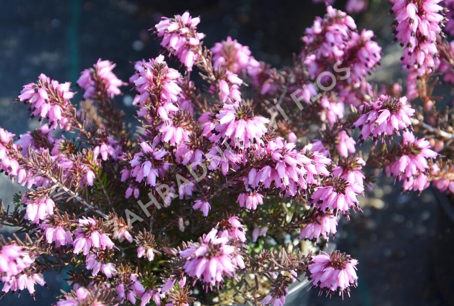 Vřesovec pleťový mix - Erica carnea - mix