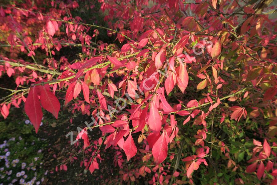 Brslen křídlatý - Euonymus alatus