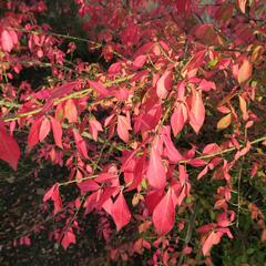 Brslen křídlatý - Euonymus alatus