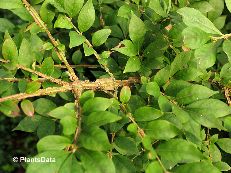Brslen křídlatý - Euonymus alatus