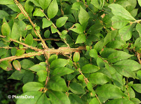 Brslen křídlatý - Euonymus alatus