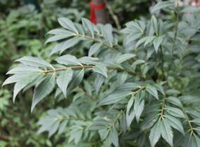 Brslen křídlatý - Euonymus alatus