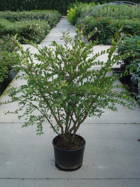 Brslen křídlatý - Euonymus alatus
