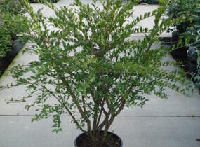 Brslen křídlatý - Euonymus alatus