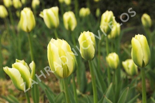 Tulipán zelenokvětý 'Spring Green' - Tulipa Viridiflora 'Spring Green'