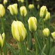 Tulipán zelenokvětý 'Spring Green' - Tulipa Viridiflora 'Spring Green'
