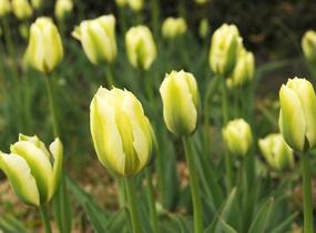 Tulipán zelenokvětý 'Spring Green' - Tulipa Viridiflora 'Spring Green'