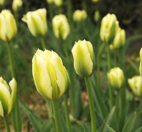 Tulipán zelenokvětý 'Spring Green' - Tulipa Viridiflora 'Spring Green'