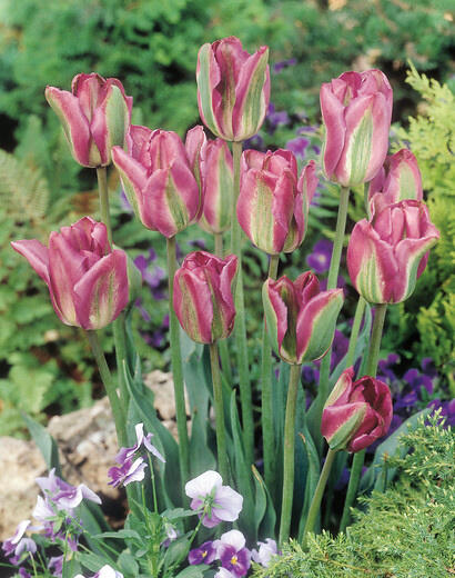 Tulipán zelenokvětý 'Nightrider' - Tulipa Viridiflora 'Nightrider ...