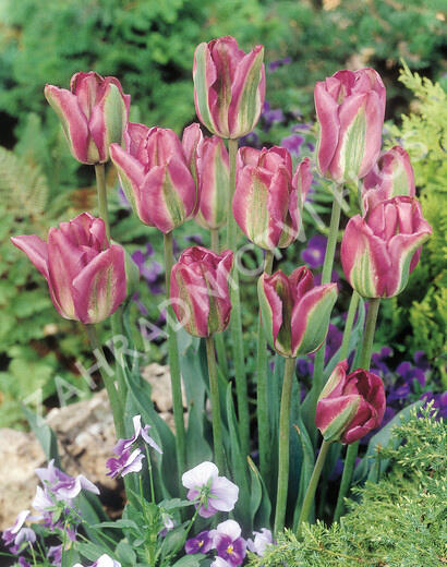 Tulipán zelenokvětý 'Nightrider' - Tulipa Viridiflora 'Nightrider'
