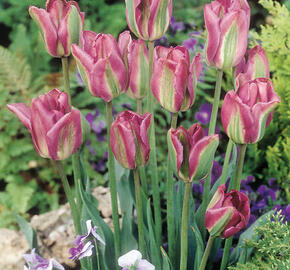 Tulipán zelenokvětý 'Night Rider' - Tulipa Viridiflora 'Night Rider'