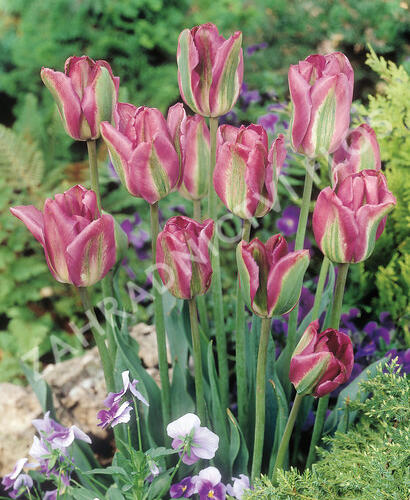 Tulipán zelenokvětý 'Night Rider' - Tulipa Viridiflora 'Night Rider'