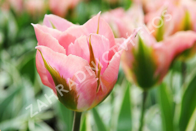 Tulipán zelenokvětý 'China Town' - Tulipa Viridiflora 'China Town'