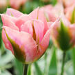 Tulipán zelenokvětý 'China Town' - Tulipa Viridiflora 'China Town'
