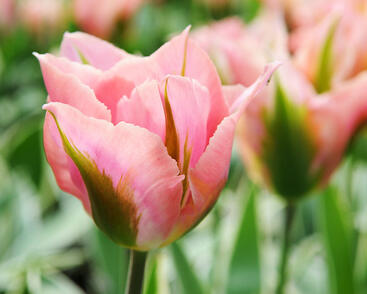 Tulipán zelenokvětý 'China Town'