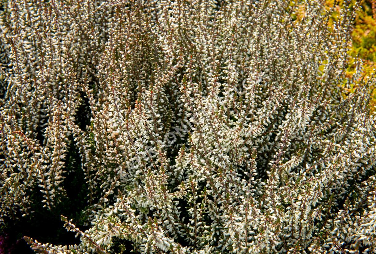 Vřes obecný 'Weisse Lena' (Garden girls®) - Calluna vulgaris 'Weisse Lena' (Garden girls®)