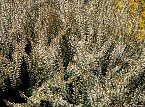 Vřes obecný 'Weisse Lena' (Garden girls®) - Calluna vulgaris 'Weisse Lena' (Garden girls®)