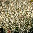 Vřes obecný 'Weisse Lena' (Garden girls®) - Calluna vulgaris 'Weisse Lena' (Garden girls®)