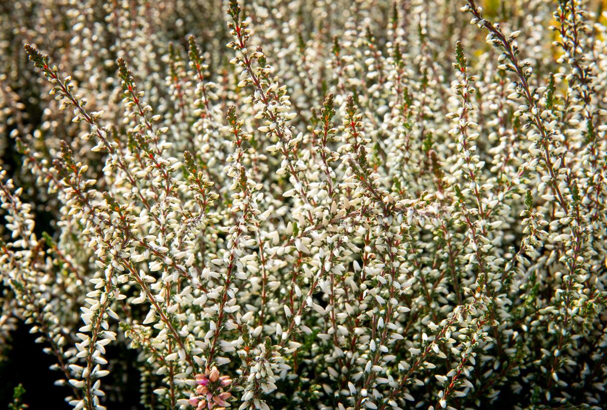 Vřes obecný 'Weisse Lena' (Garden girls®) - Calluna vulgaris 'Weisse Lena' (Garden girls®)