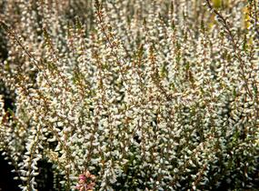Vřes obecný 'Weisse Lena' (Garden girls®) - Calluna vulgaris 'Weisse Lena' (Garden girls®)