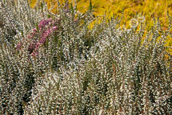 Vřes obecný 'Weisse Lena' (Garden girls®) - Calluna vulgaris 'Weisse Lena' (Garden girls®)